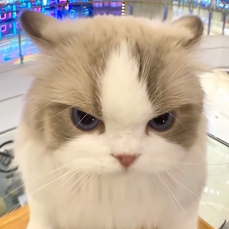 洋葱