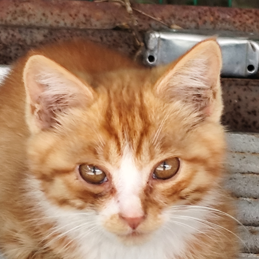 IKUN