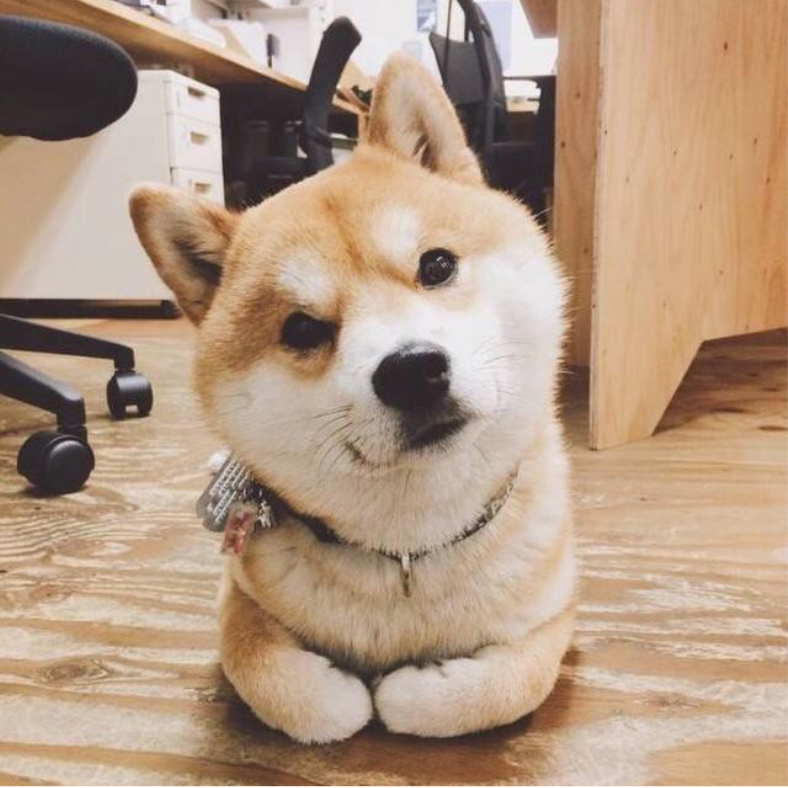 菜地一只汪