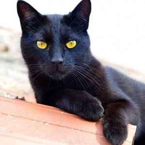 黑猫/因陀罗软件