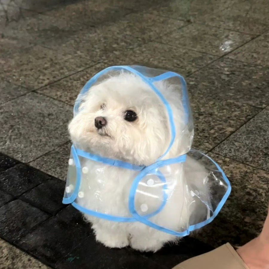 芽粒