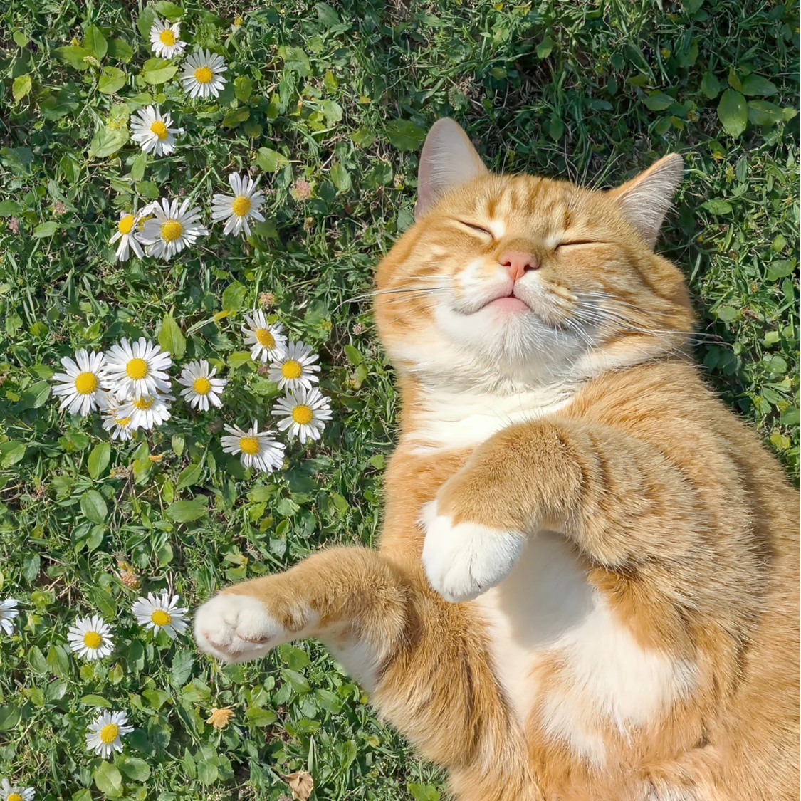 天机奇