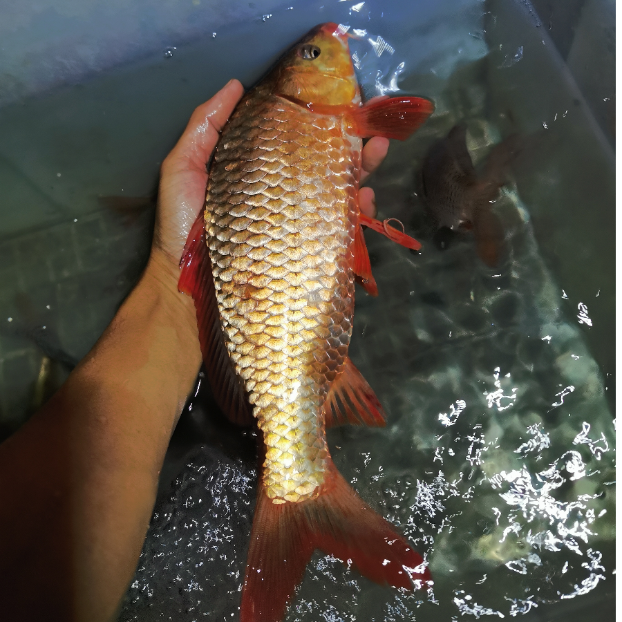 龙形锦鲤