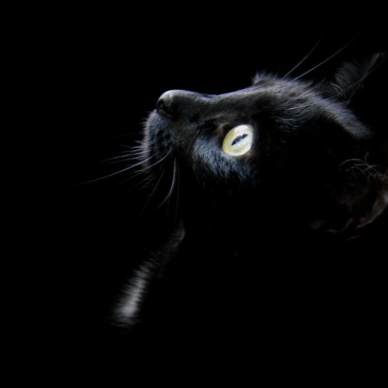 Blackat
