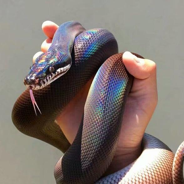 穿山乙