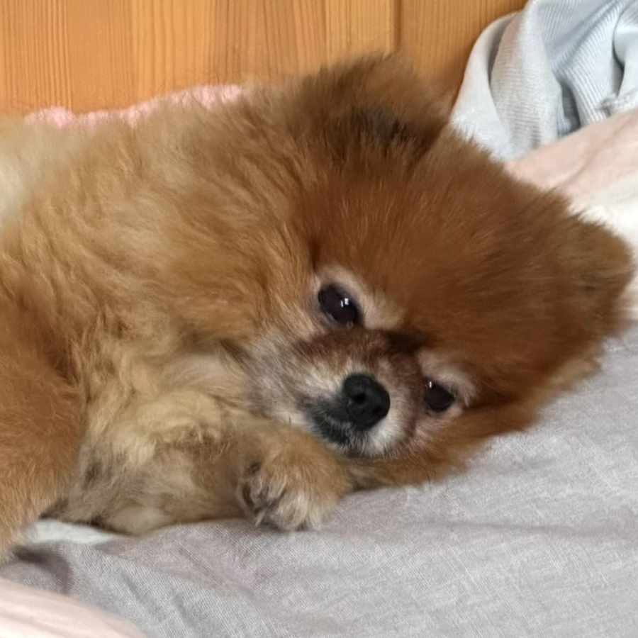 妃四