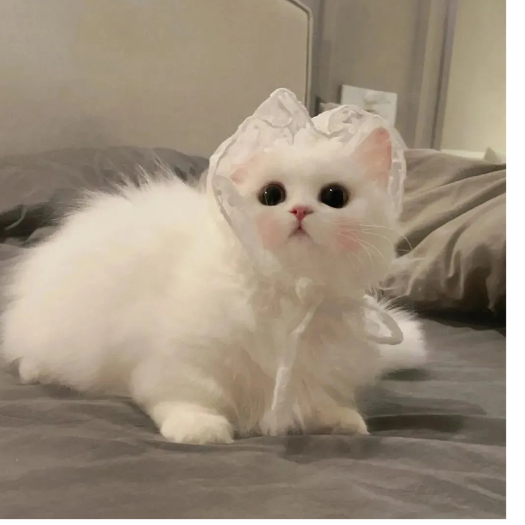 小鱼没尾巴