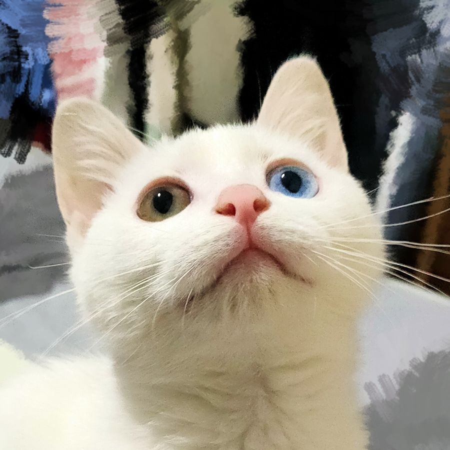 Q主