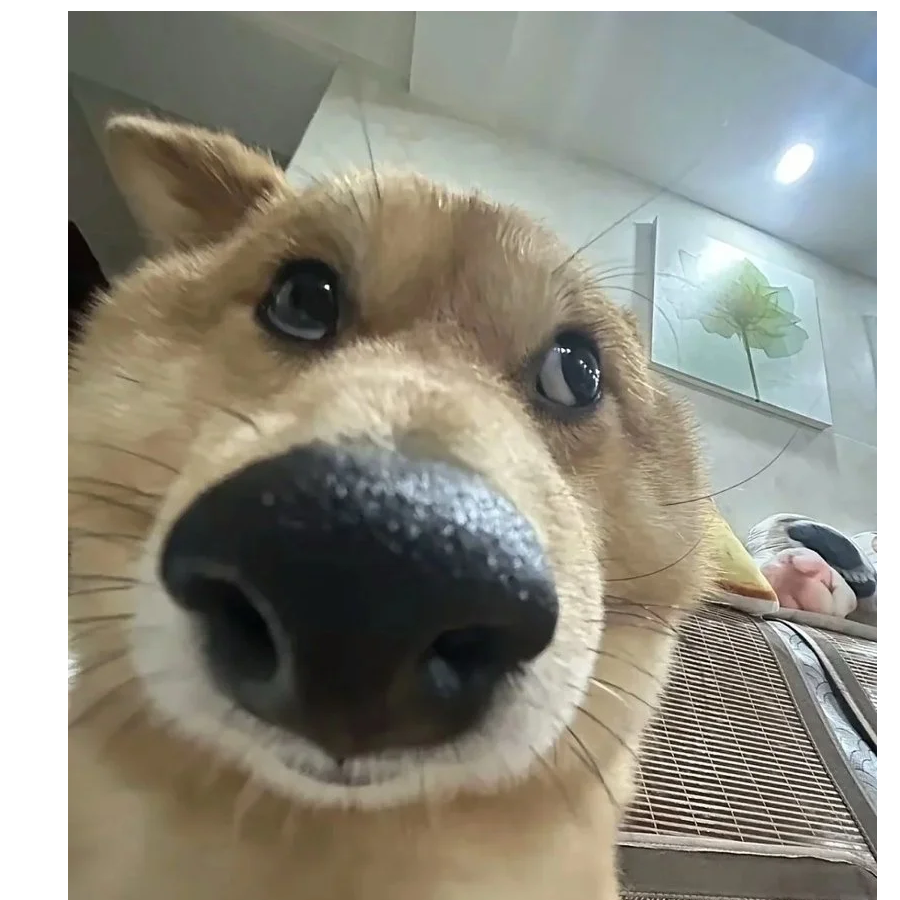 南风知我意