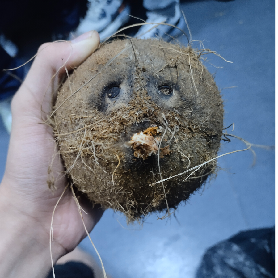 爷子结
