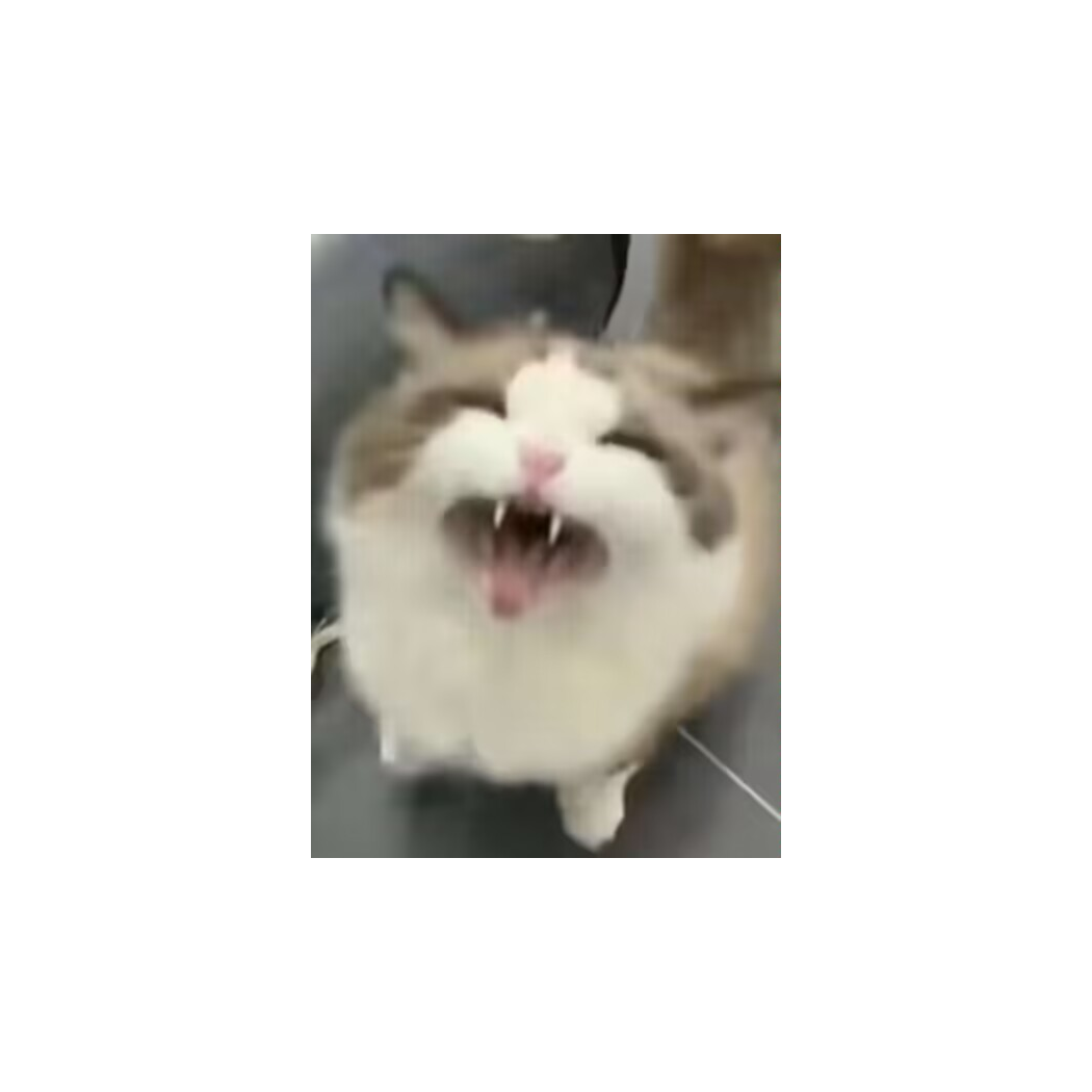 猫猫国国王