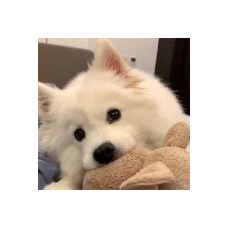 紫薯半仙