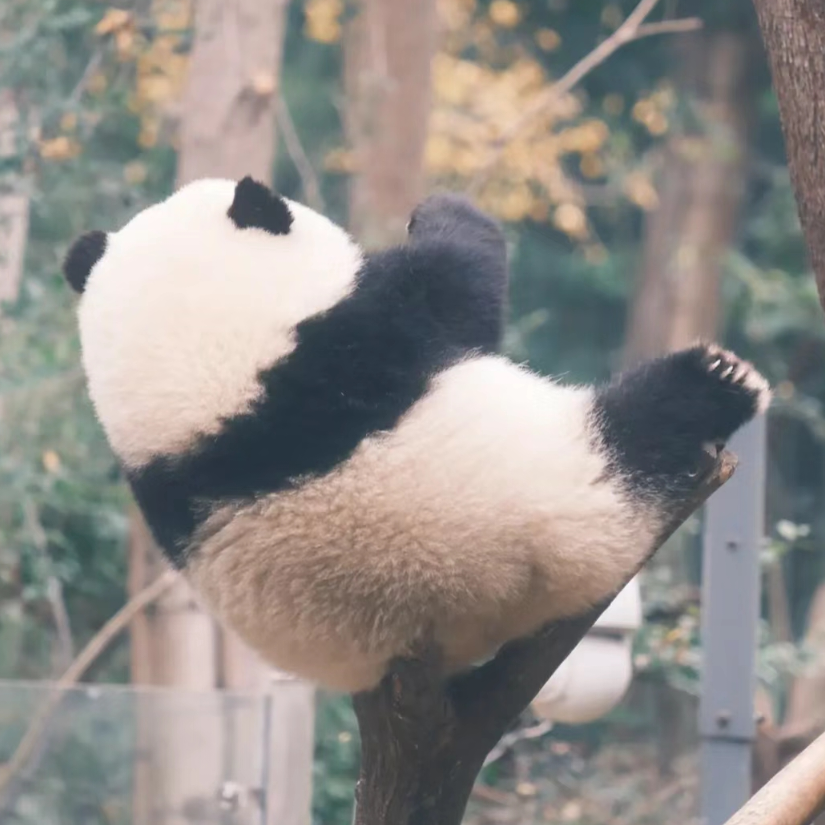南海十三郎