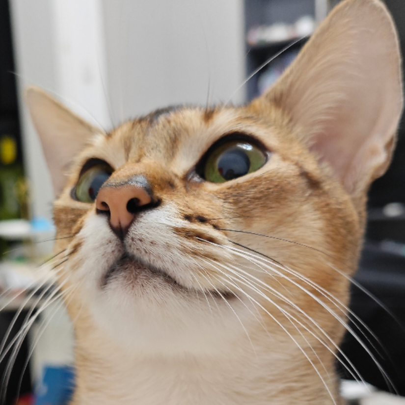 Sugar