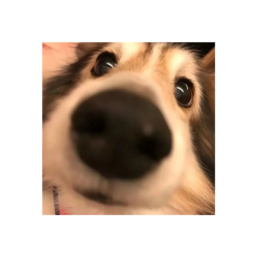 伊瑞