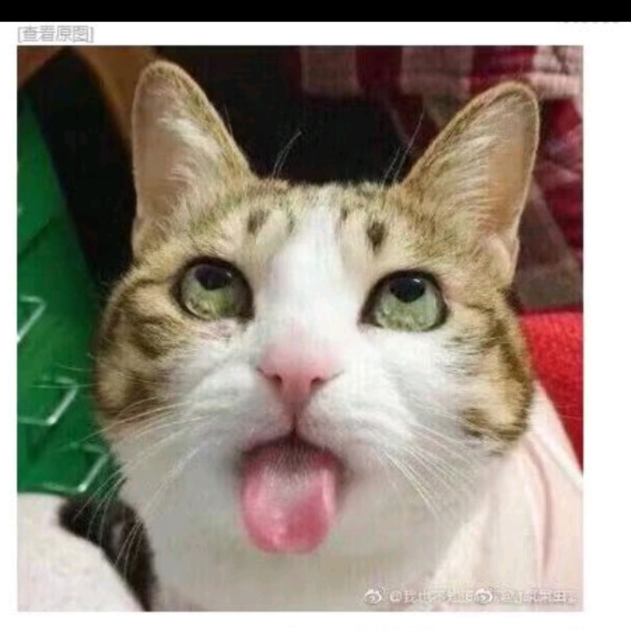 玉子烧
