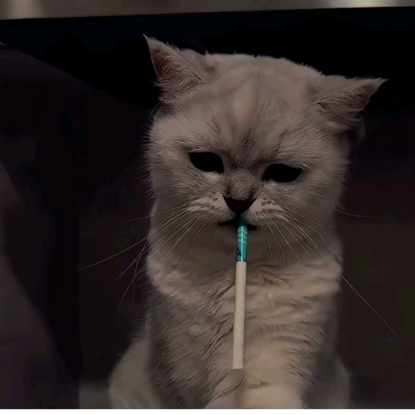 白毅