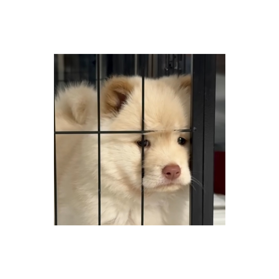 一禾
