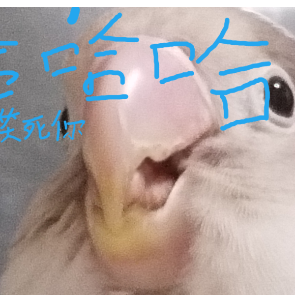 小鸟真可爱