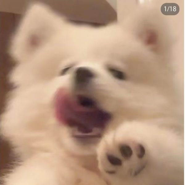 我爱吃西瓜