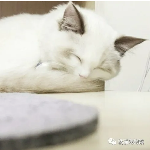 秋喵沫荷