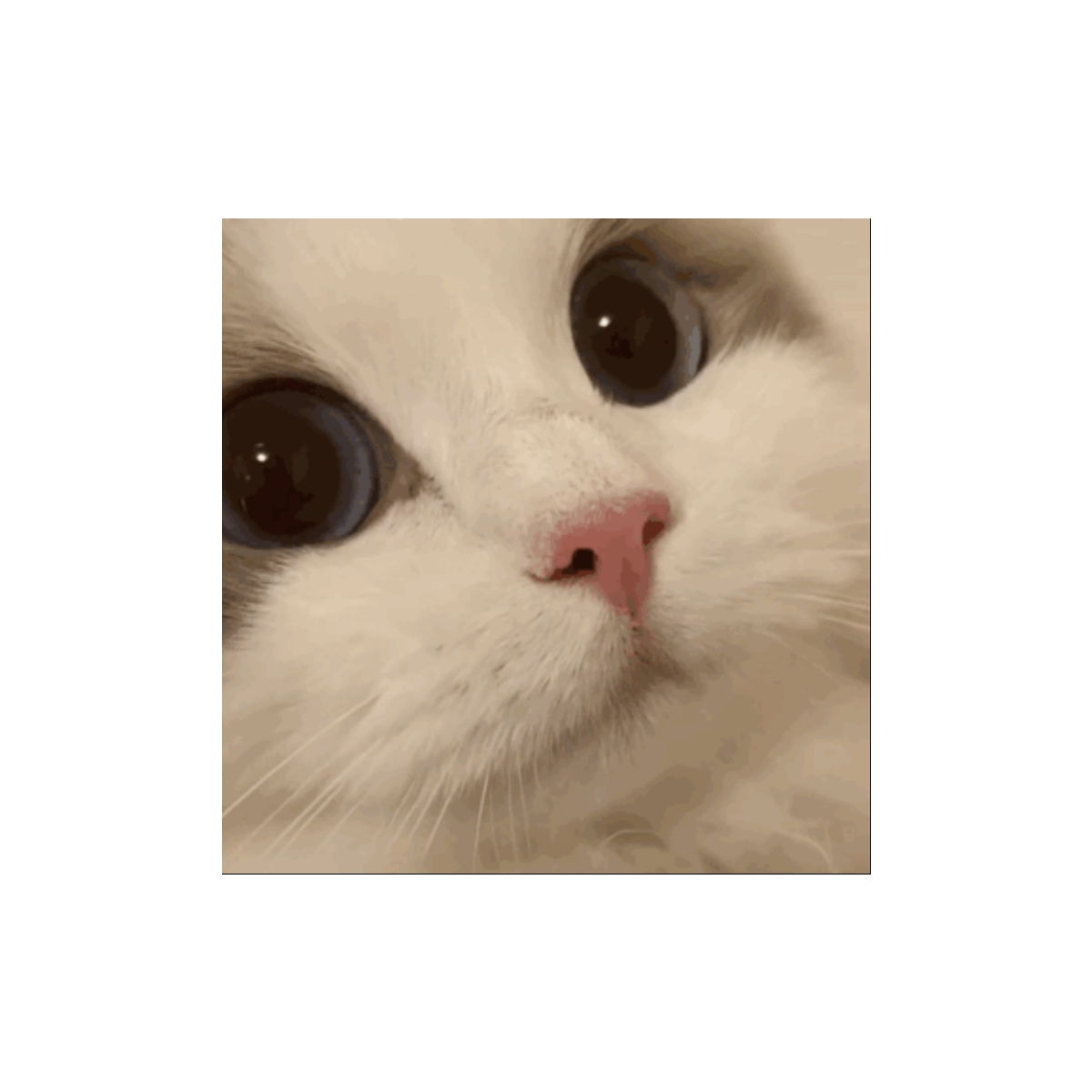 汪呜