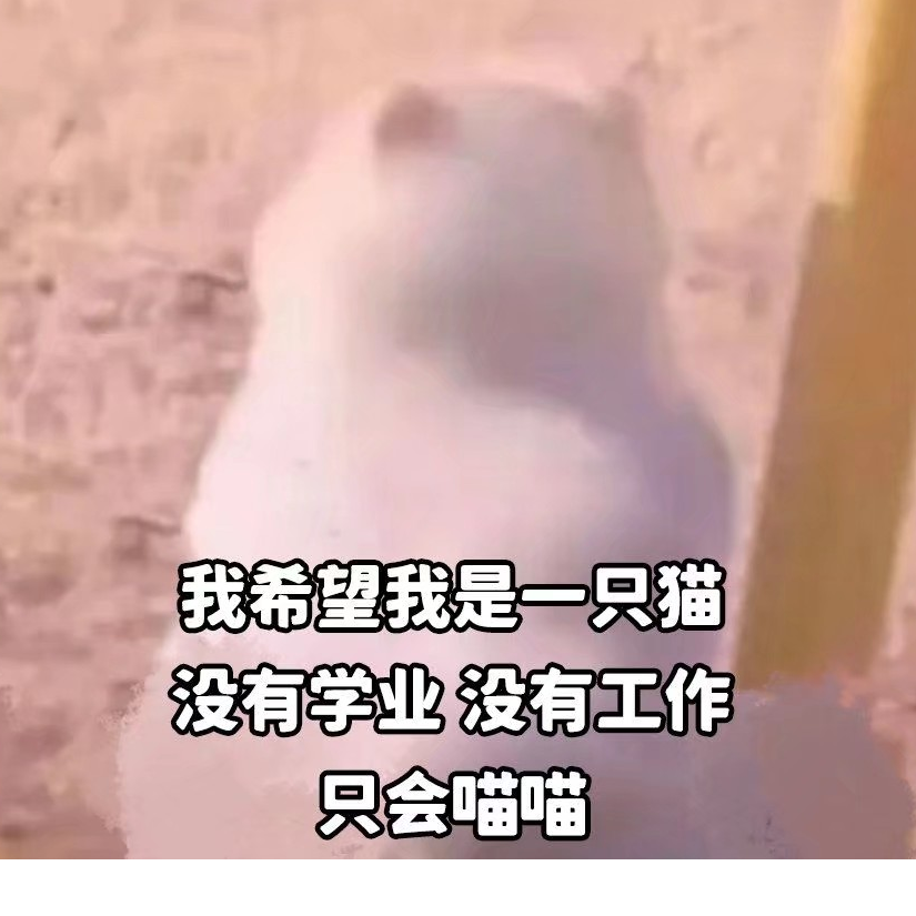 喵喵