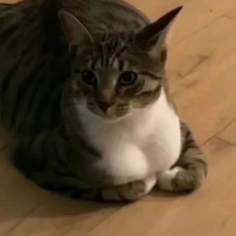 小花欧