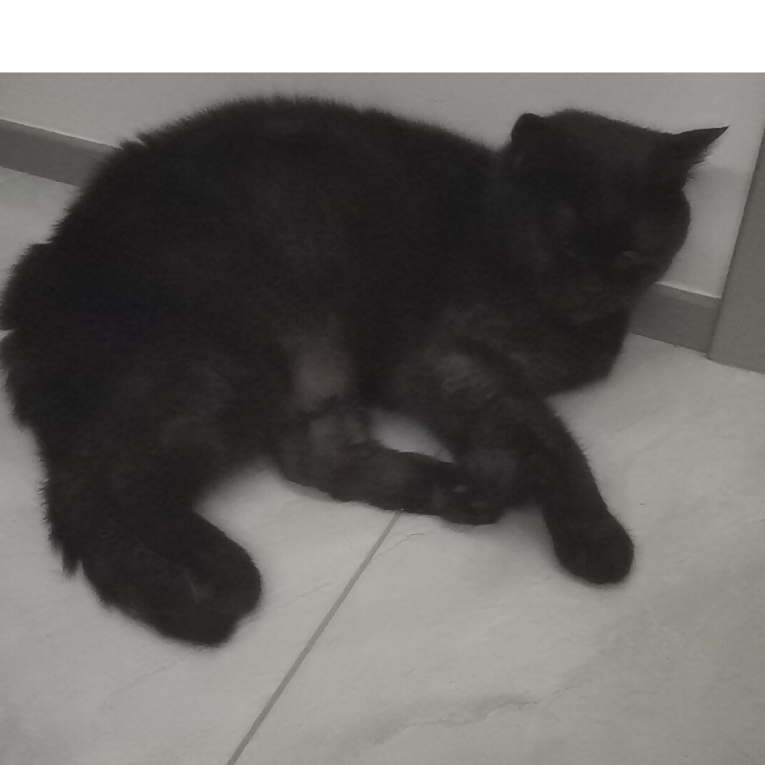 月半猫想飞了