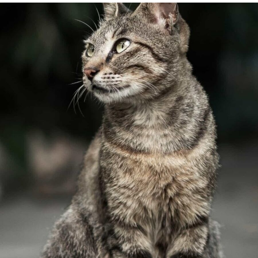 懒觉猫
