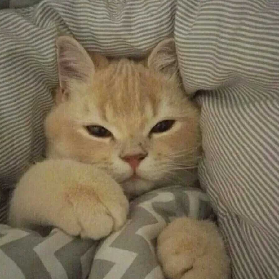 幕府喵