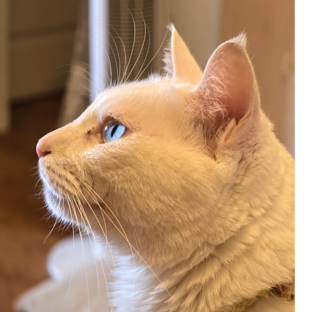 Zac