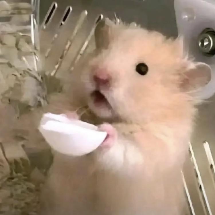 薯崽