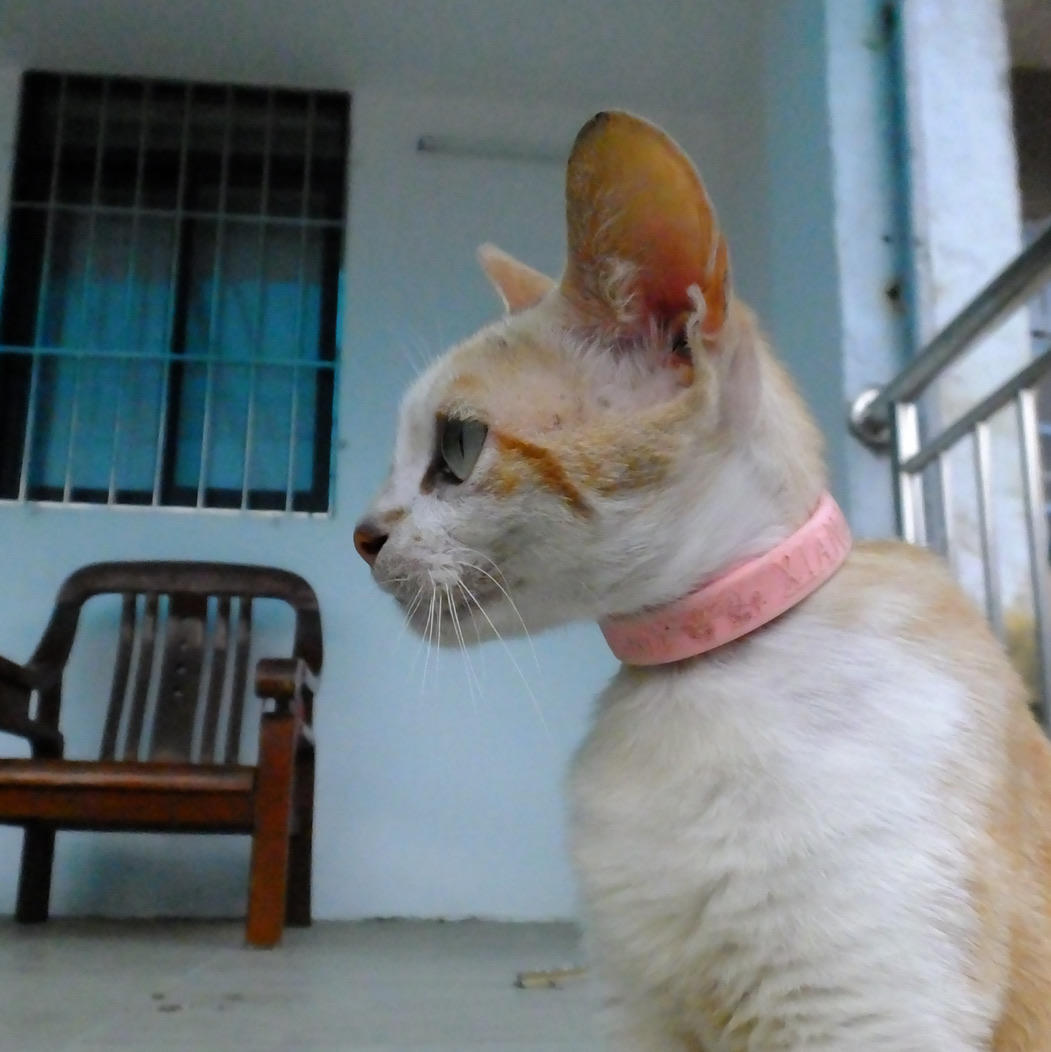 巷子里的三花猫