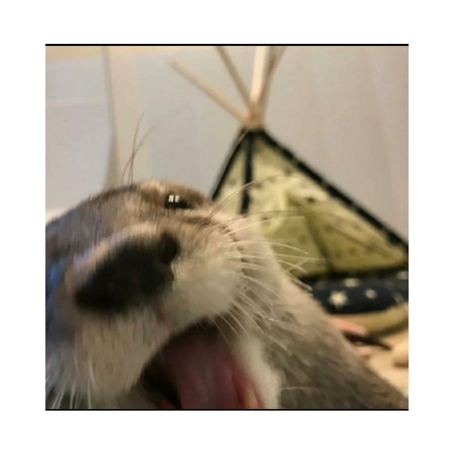 小葵