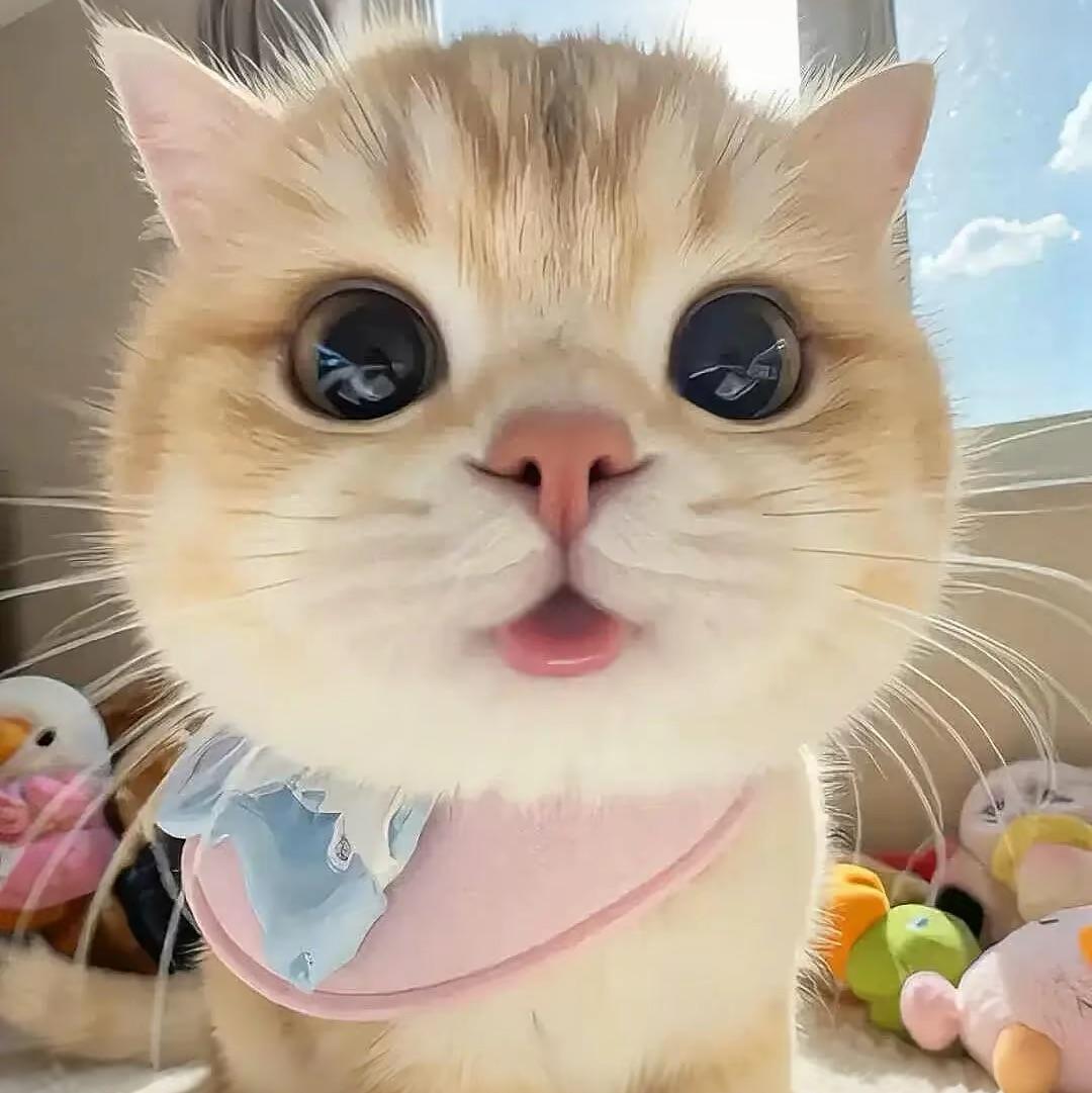 干巴小啊啊🐟