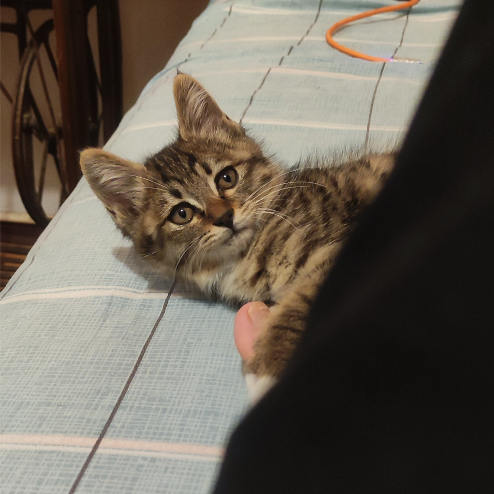 乌冬面之国的金色毛毯