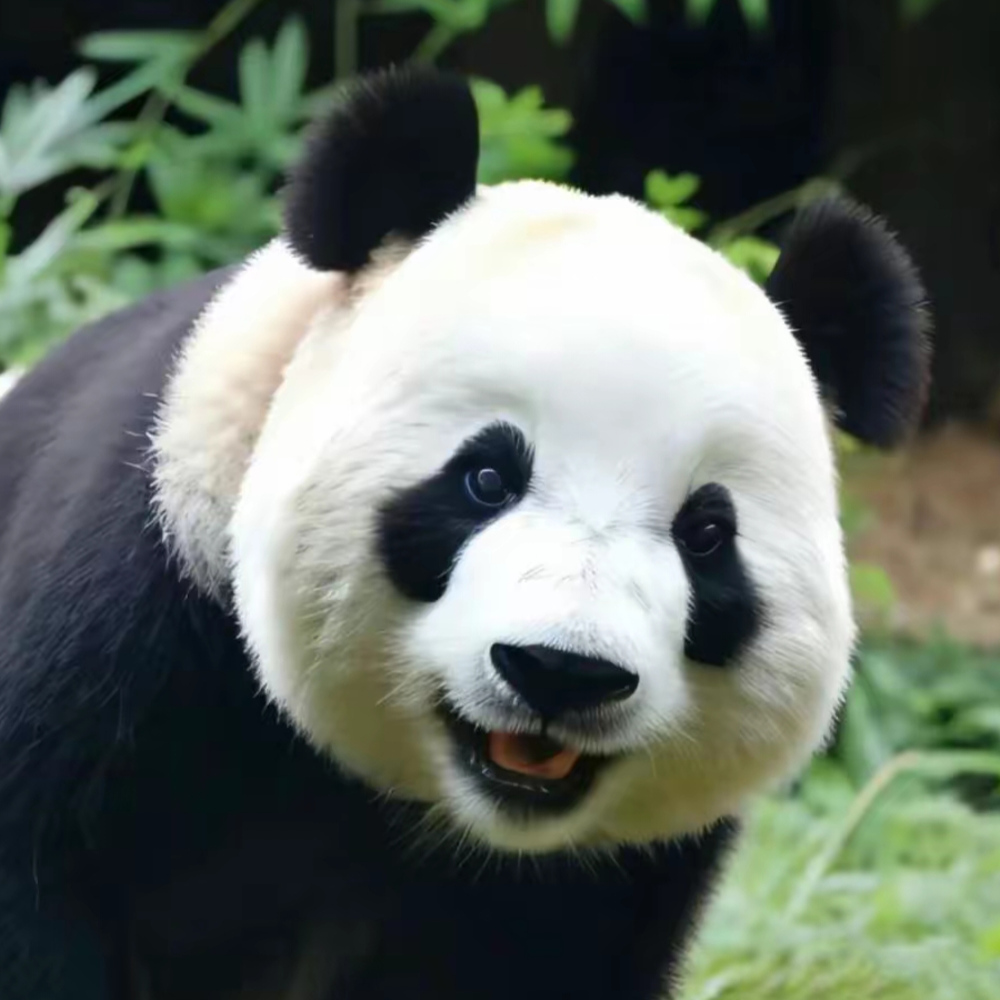 今天吃什么呢