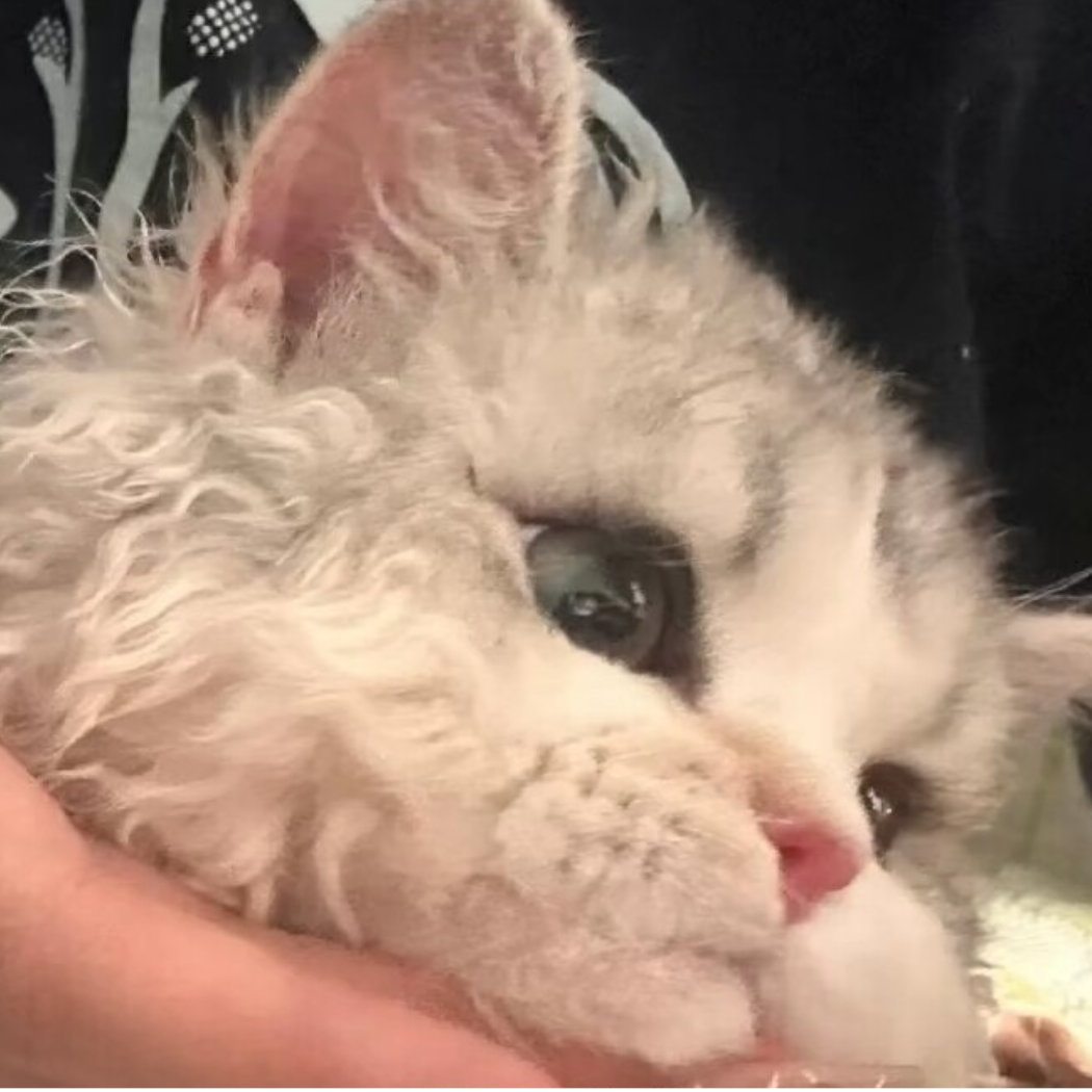旺仔奶牛猫