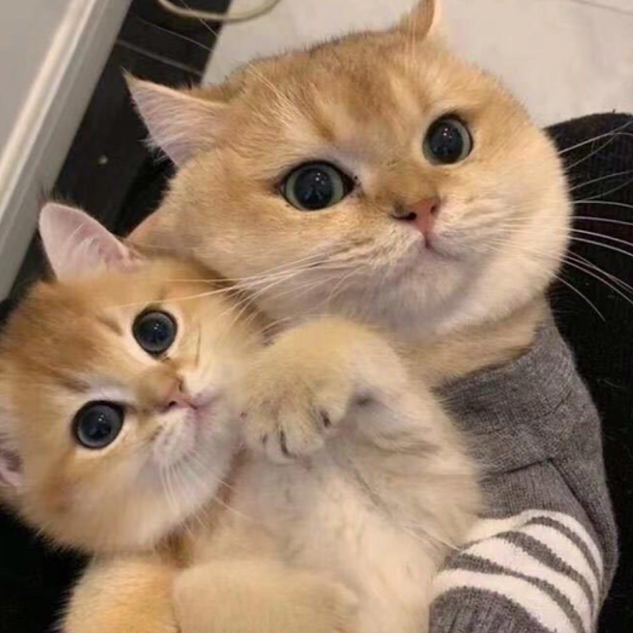 少年与猫