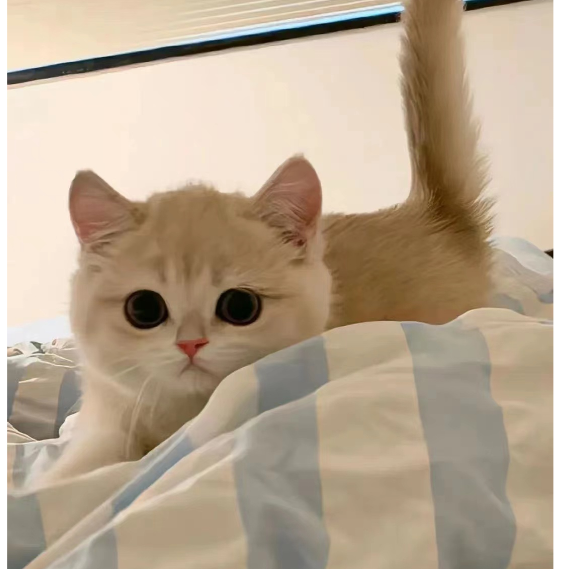 远歌与夏