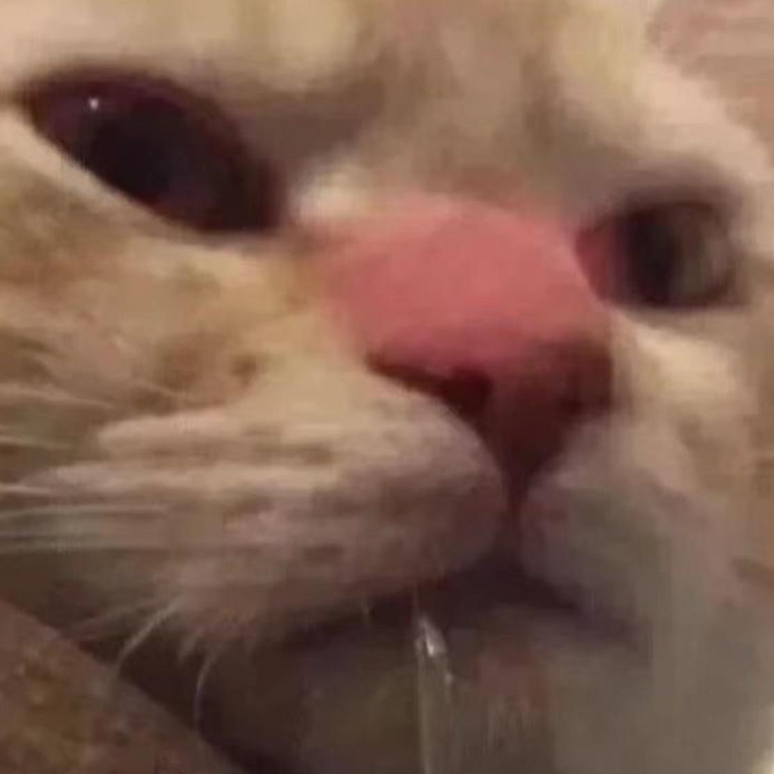 馋猫