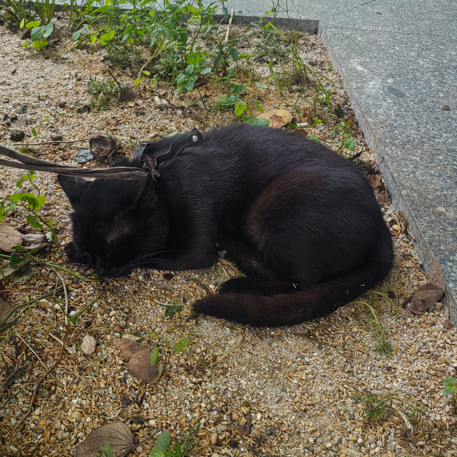 猪肝廋肉粥
