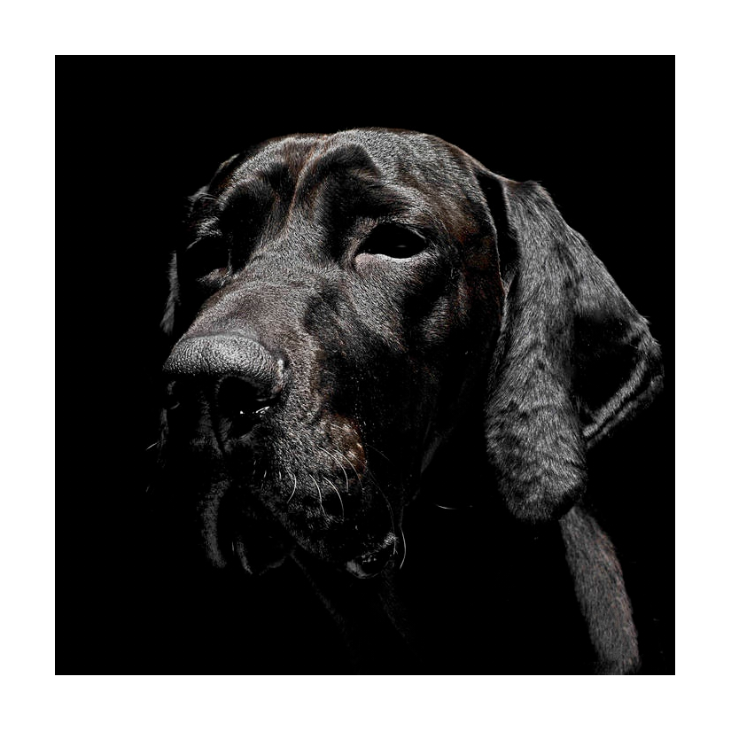 dumb_dog