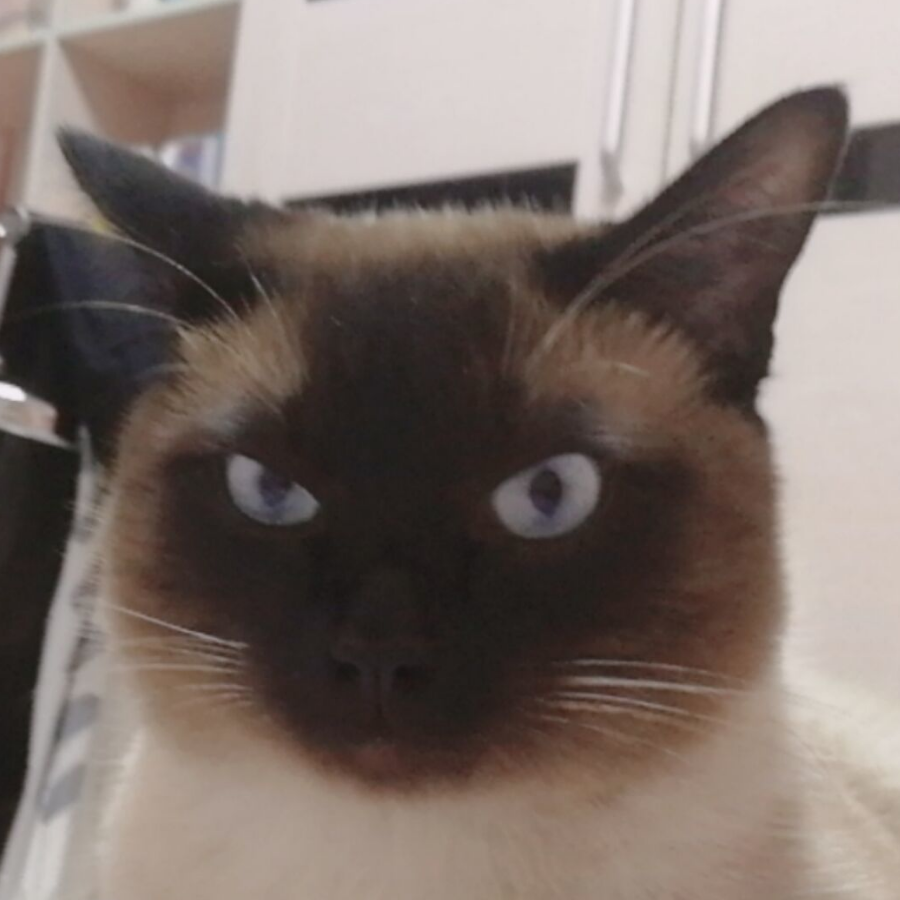 逻逻逻辑狗