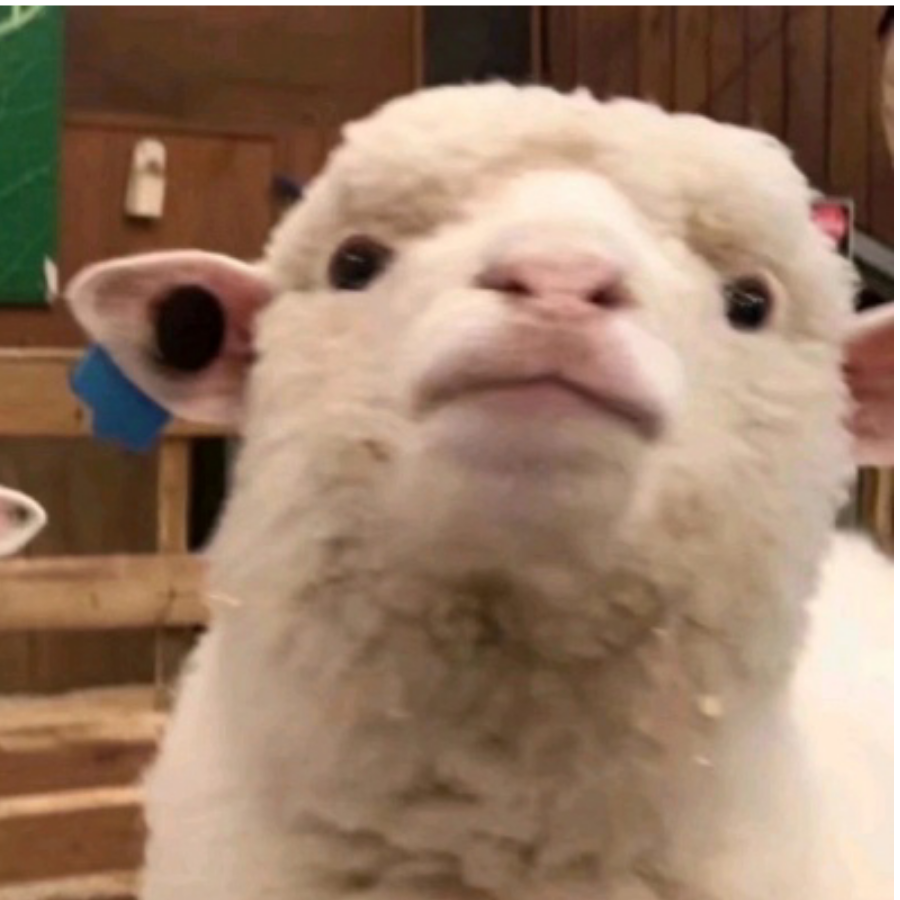 凌晨两点偷猪