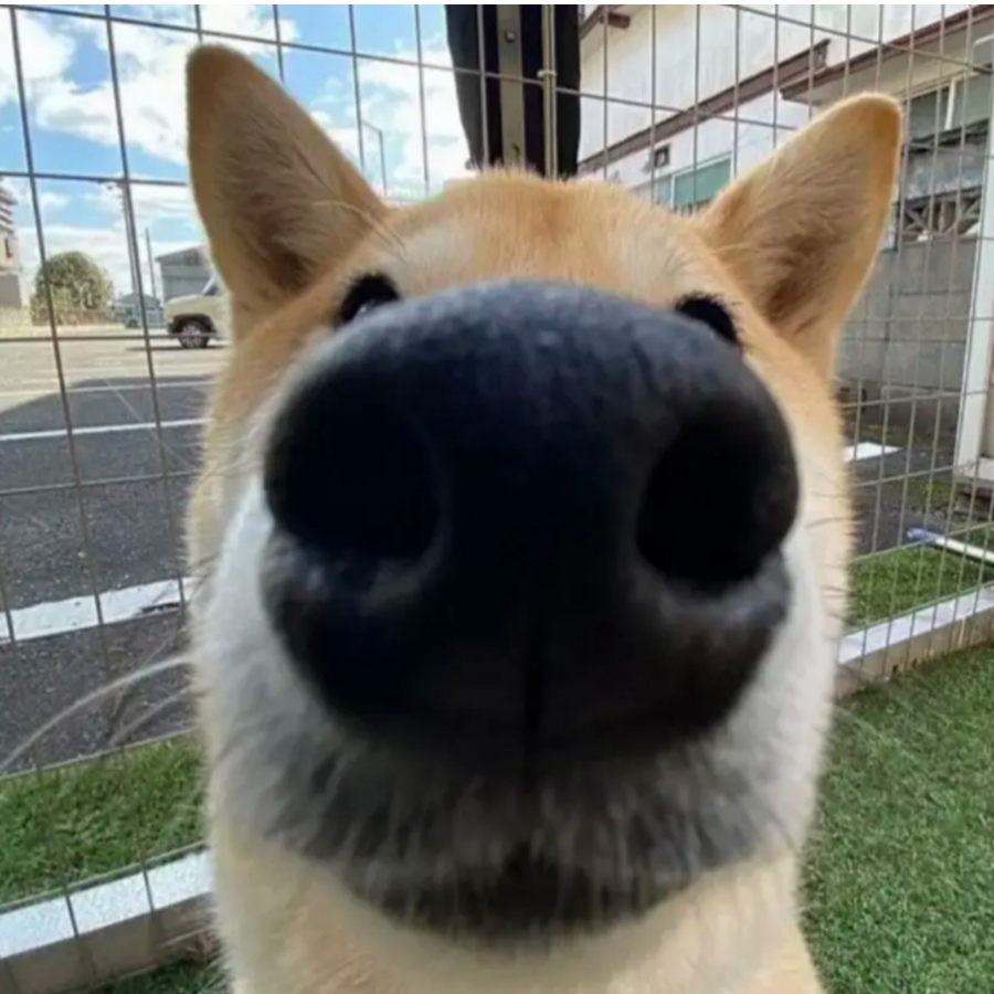 曦