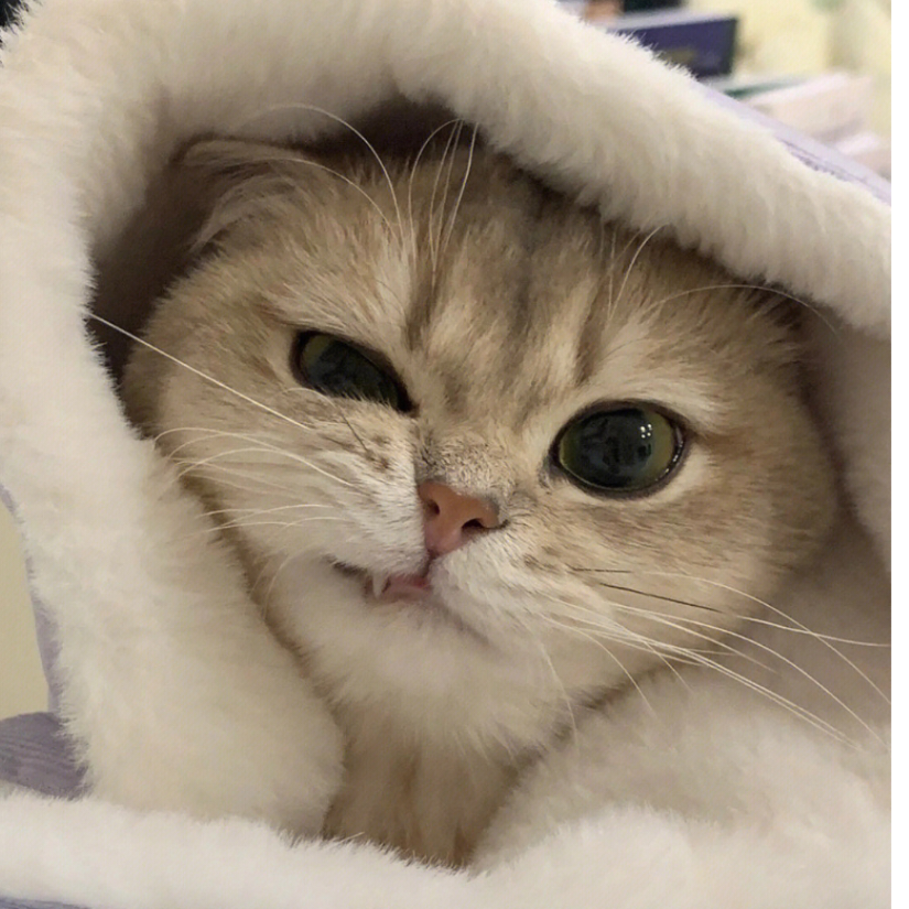 白熊
