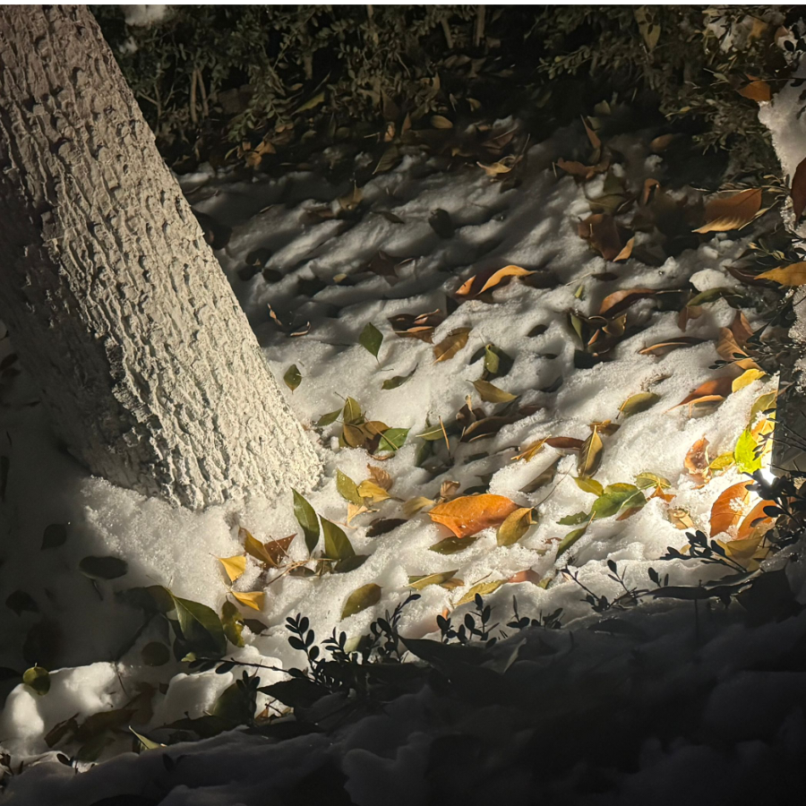 电子宠物养成计