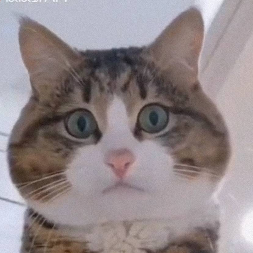 潋凞